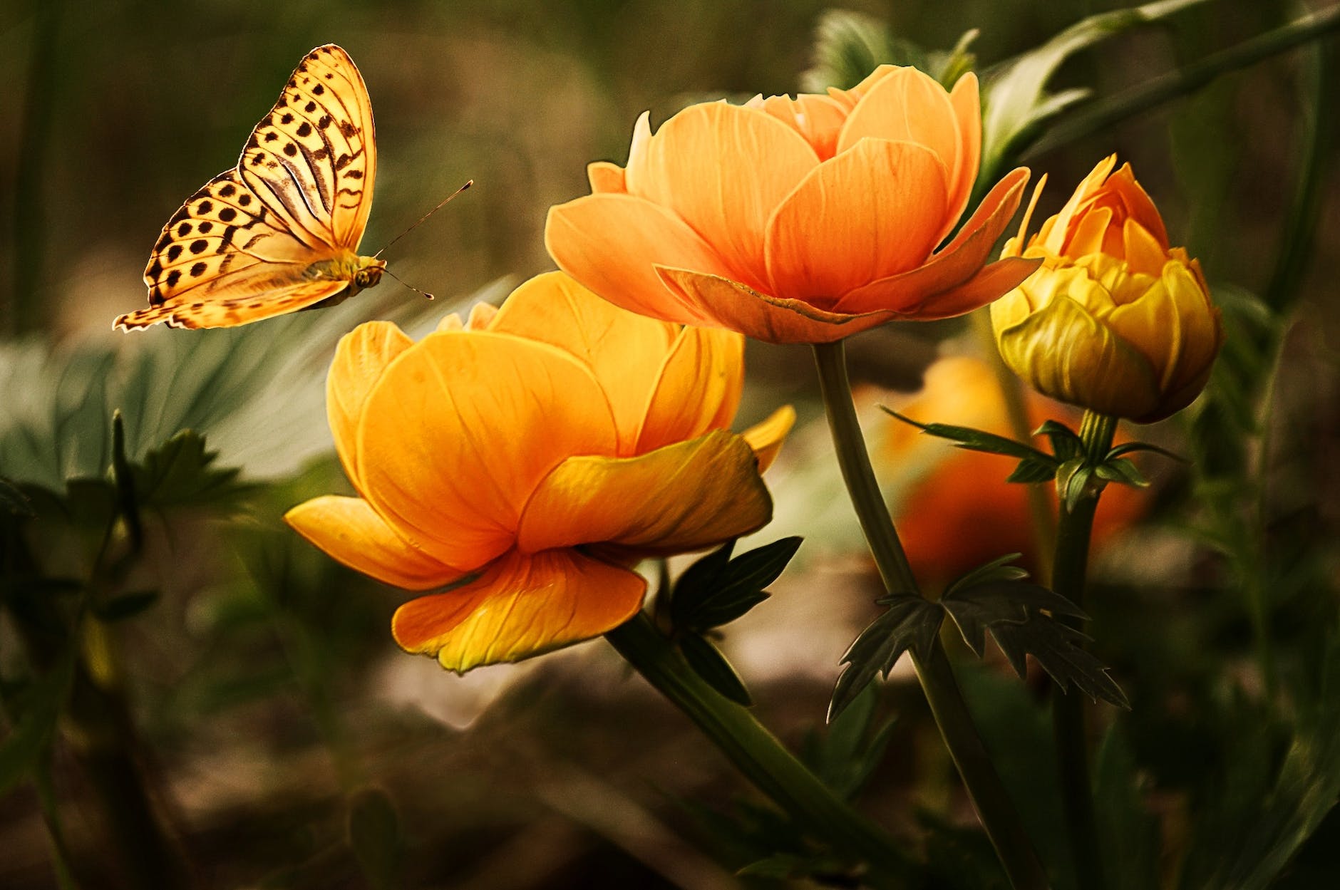 orange flower with butterfly