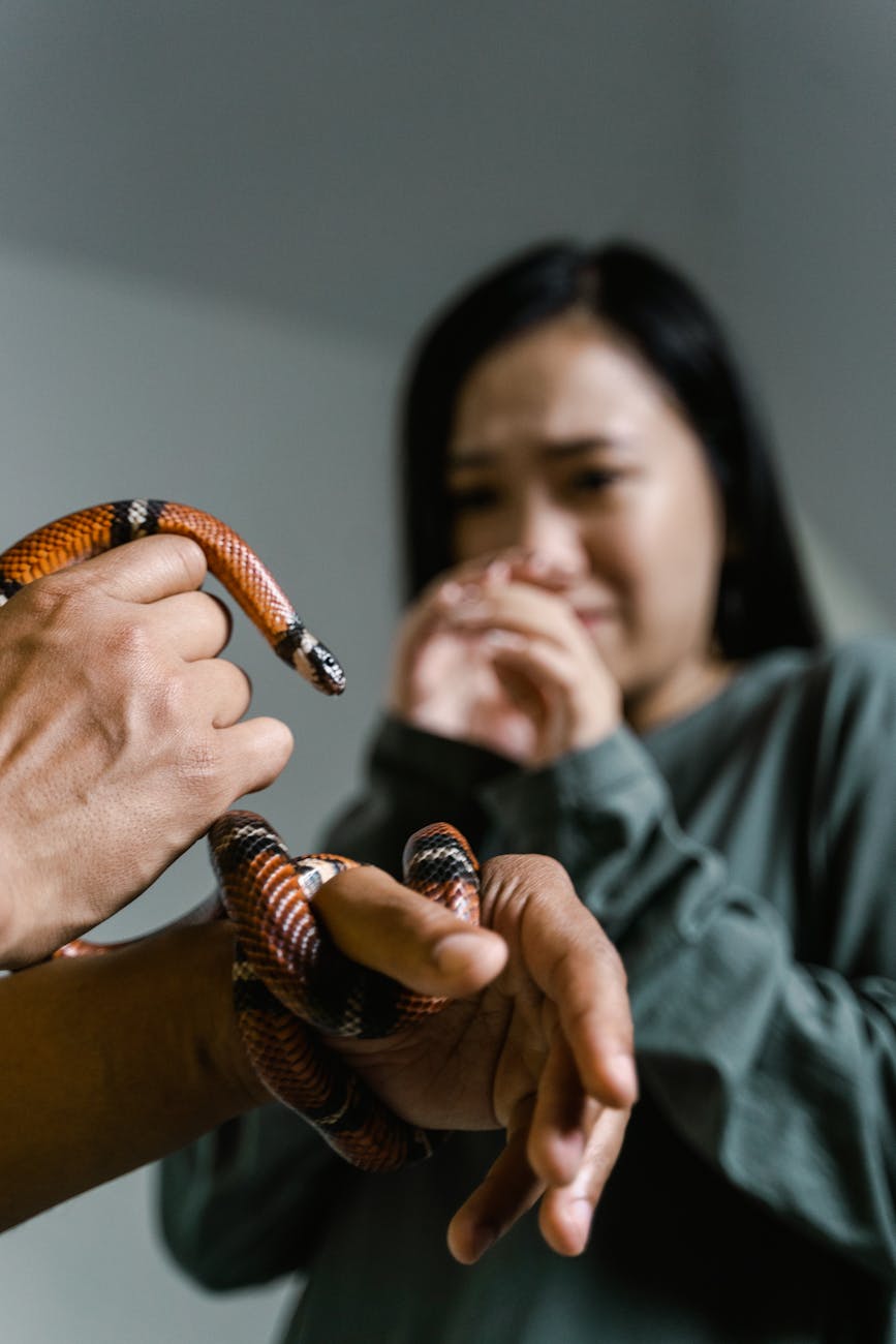 close up photo of a snake wrapped around in a person s hands