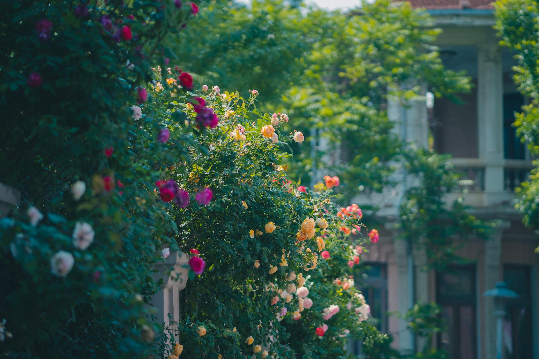 lush garden with vibrant flowering climbing roses