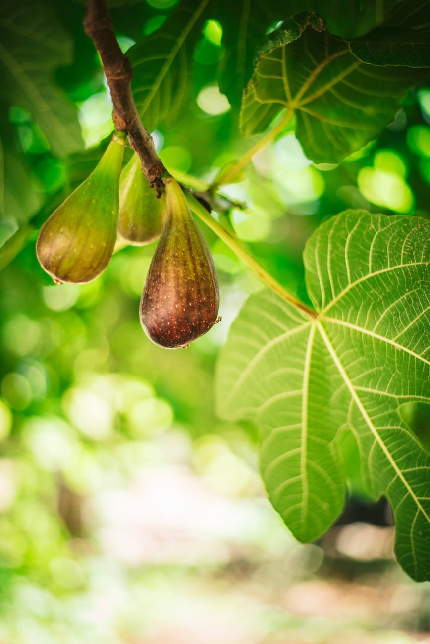 close up of ripe figs on fig tree branch